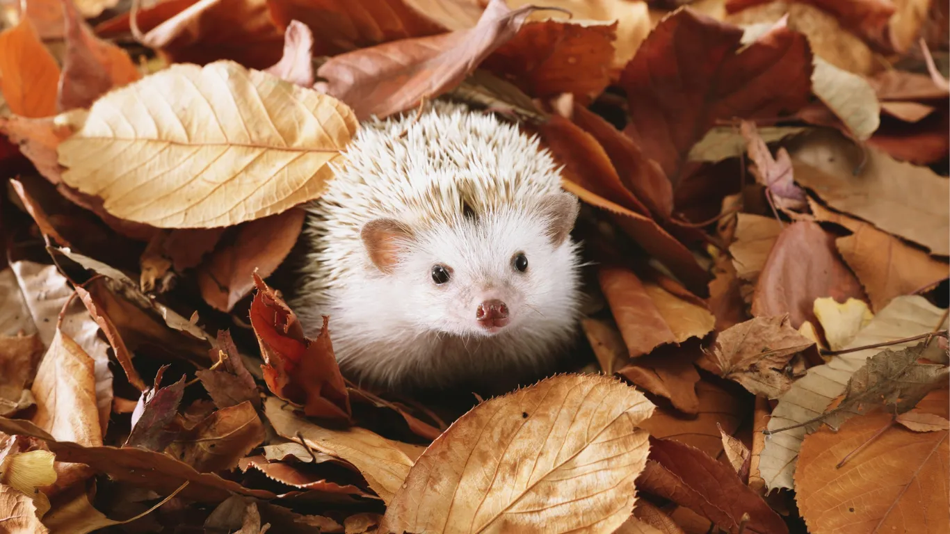 11月に入りました！今年も残り2か月。悔いの残らない婚活を！